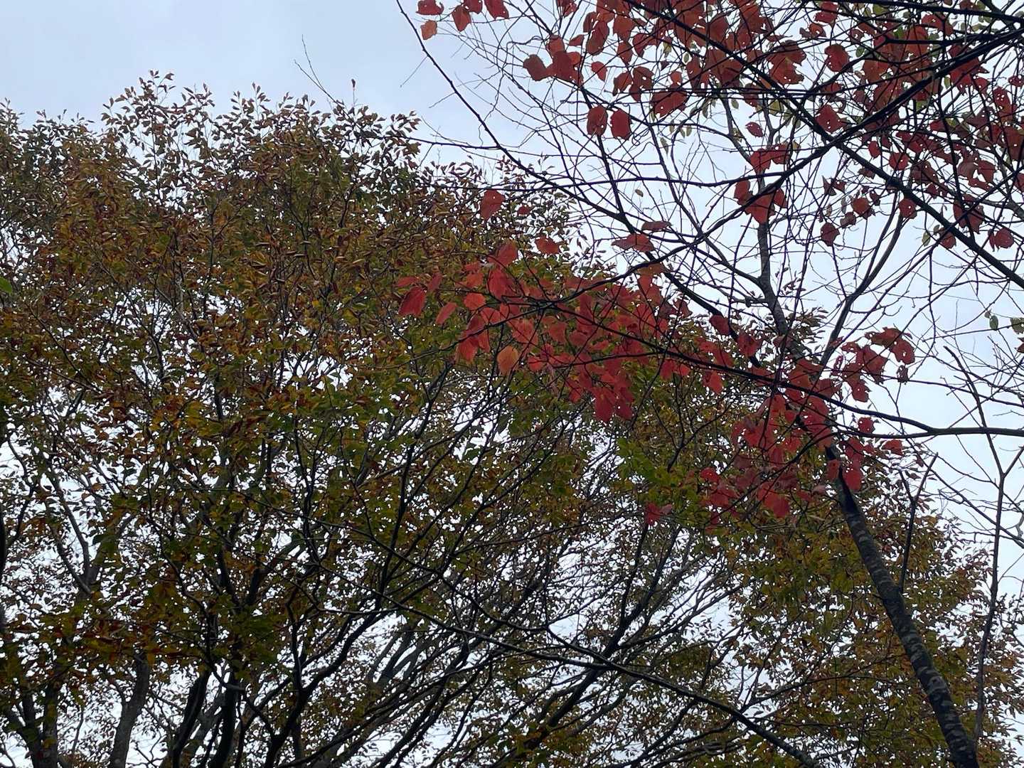 ときおり獣臭
いそいで下山