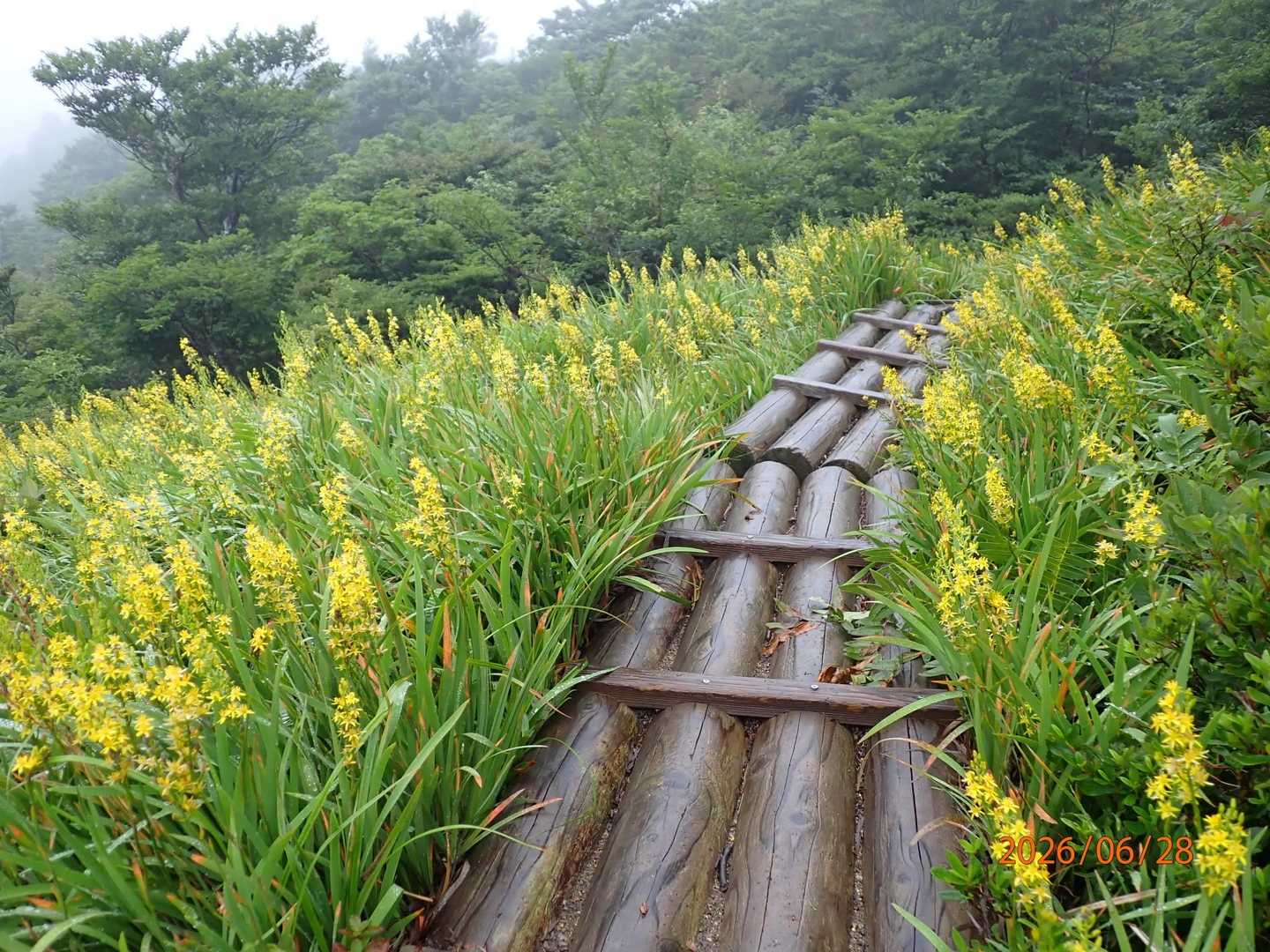 キンコウカロードの木道