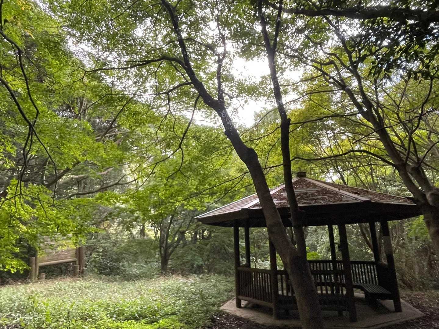 緑のもみじが綺麗
色づくのが楽しみです🍁