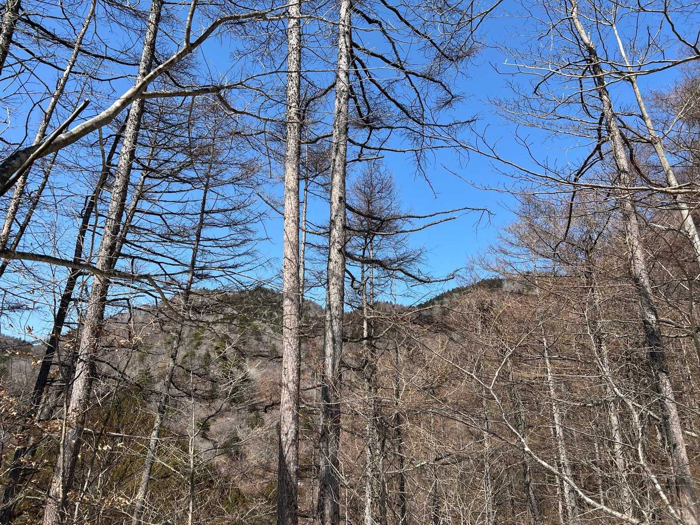 山頂が見えてきた。右が今倉山(東峯)、左が御座入山(西峰)。実は、本来二つとも今倉山だそう。