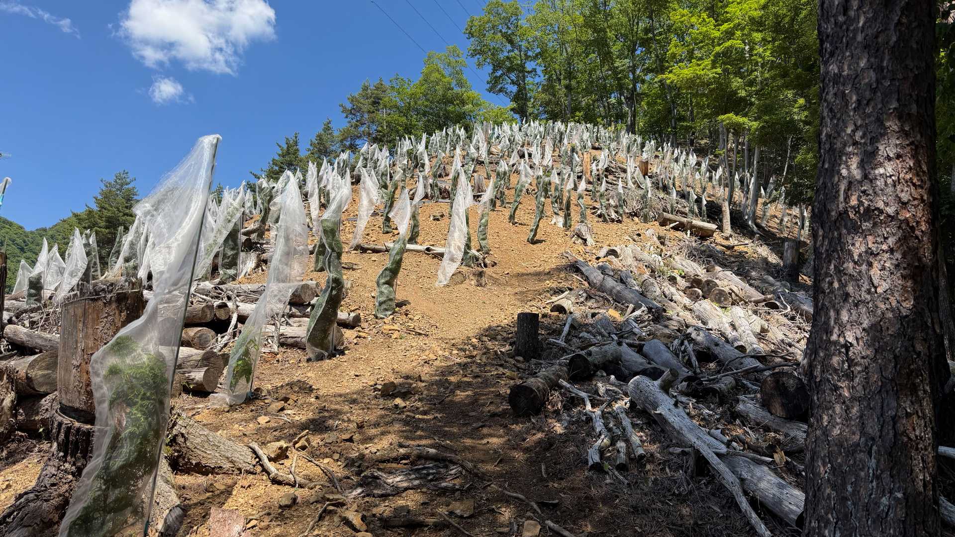 ルートはこのカンカン照りの植林地を抜けていくのですが,,,