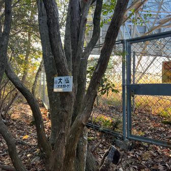 大仏山！
ココが山頂？
三角点が見付からない。。。