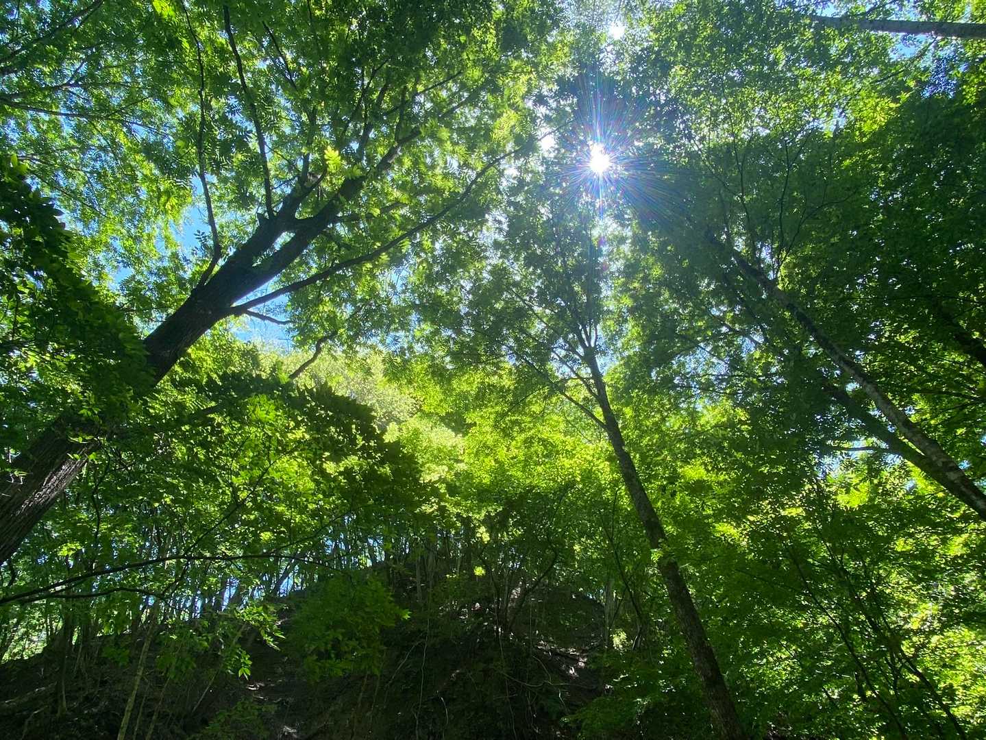 明日から私は頑張る。