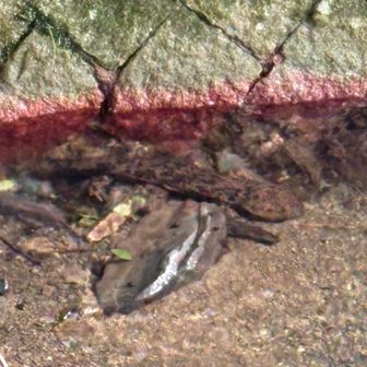 なんと！天然のオオサンショウウオ