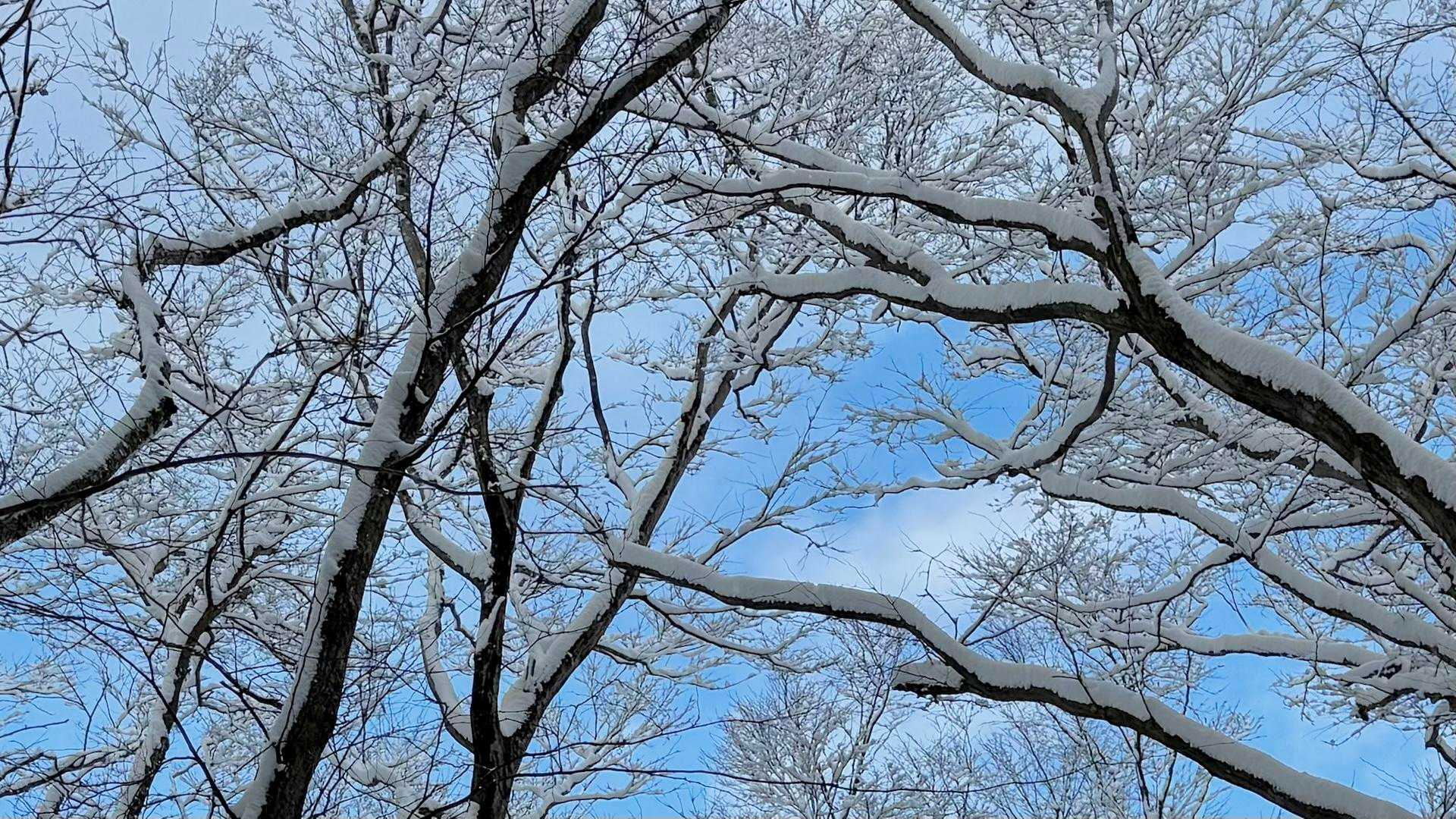 樹氷❄️もっとキレイなの見たいよぉ〜