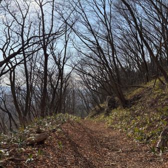 所々ぬかるみで滑りやすいけど
歩きやすい登山道。