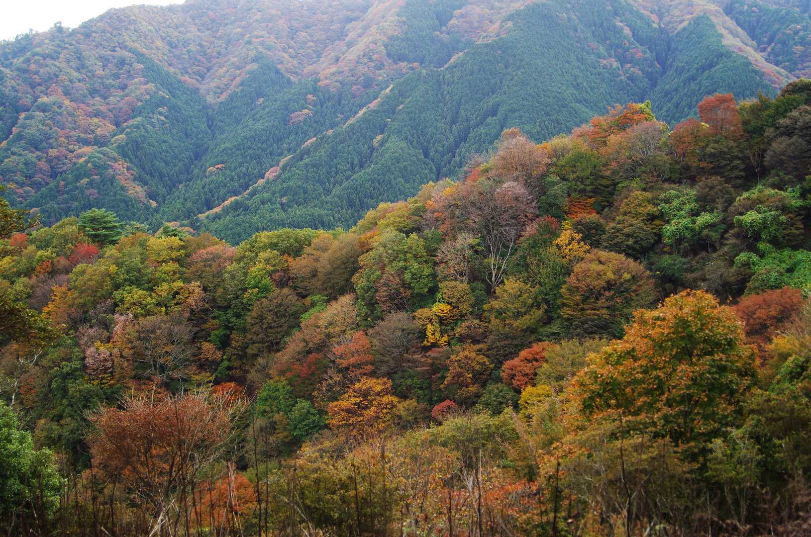 堀坂峠-堀坂峠の高-観音岳 往復コースの写真
