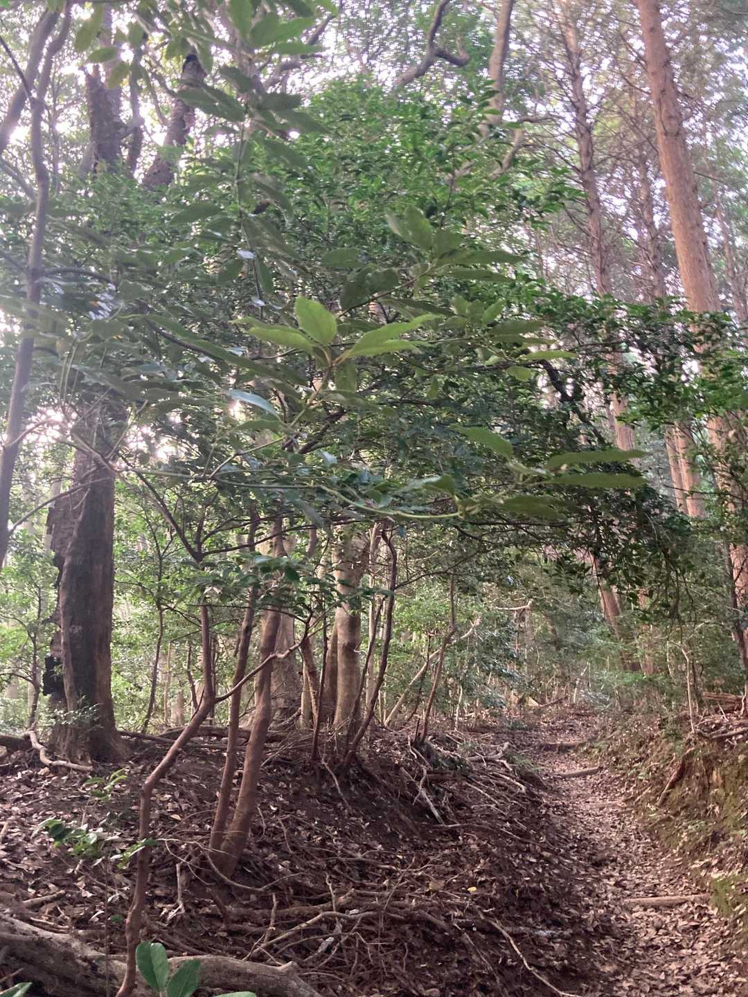 妙見山登山口-足立山 往復コースの写真