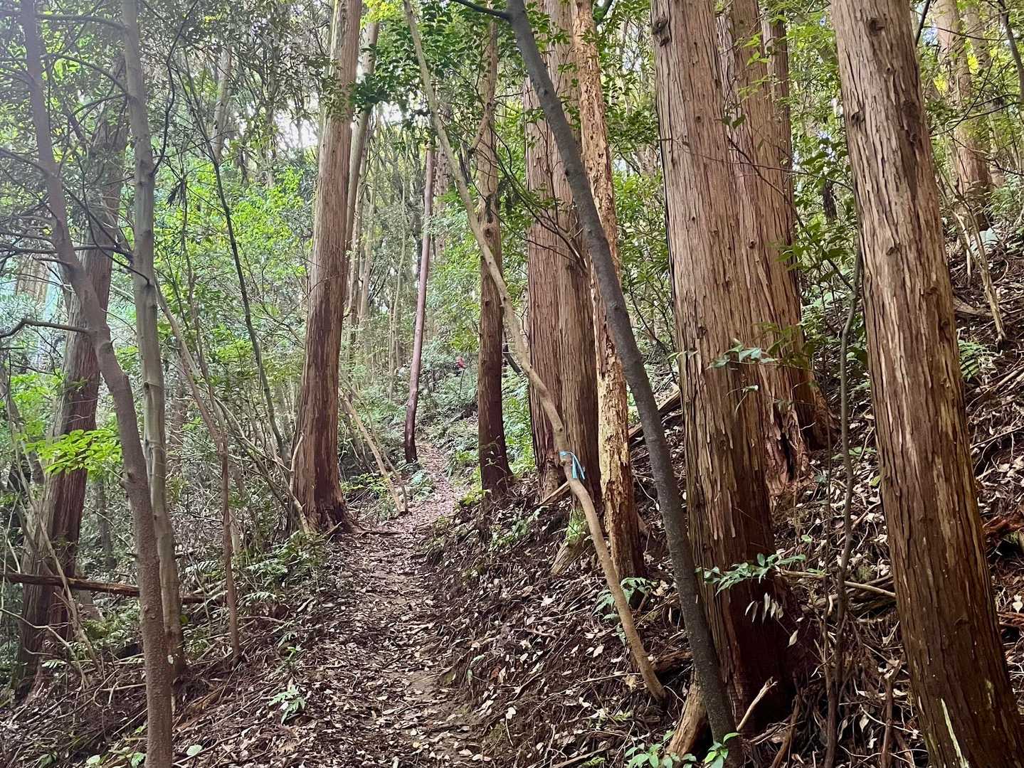 久しぶりに来ましたが、よかルート🌳