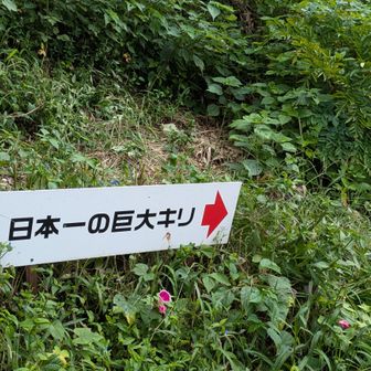 駐車場に戻り
日本一の巨大桐に行って見よう💪