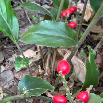 ハナミョウガ
ですね😊