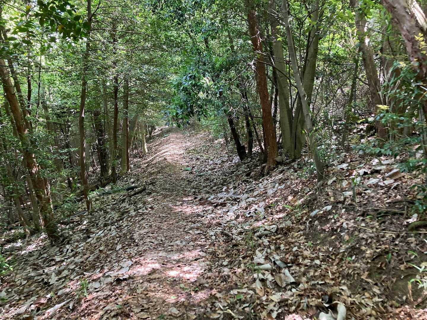 登山道へ入ります