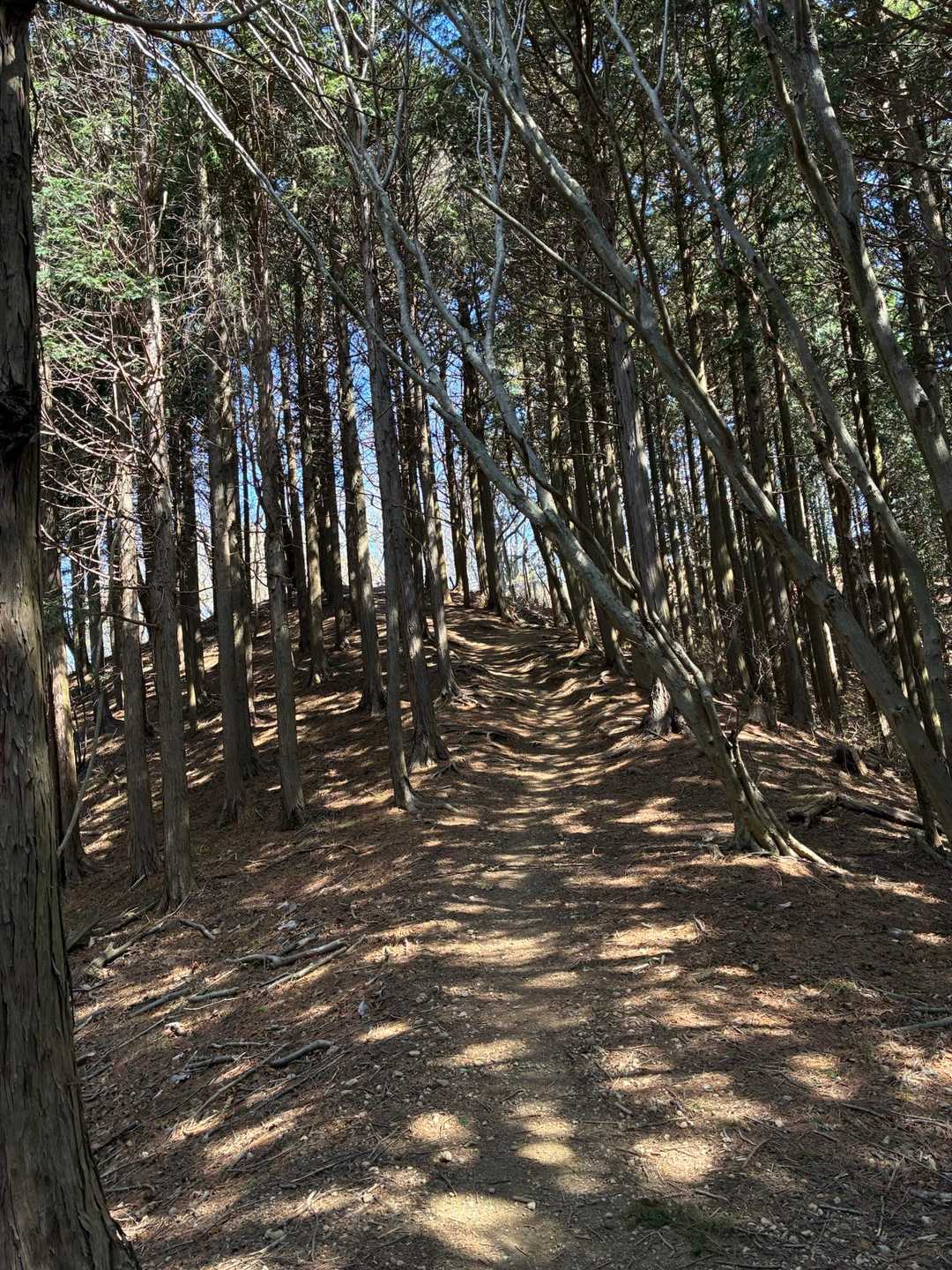 杉なんでたかを括ってましたが、くしゃみ連発でした。
　気温が26℃！
ひと上りで、汗だく💦