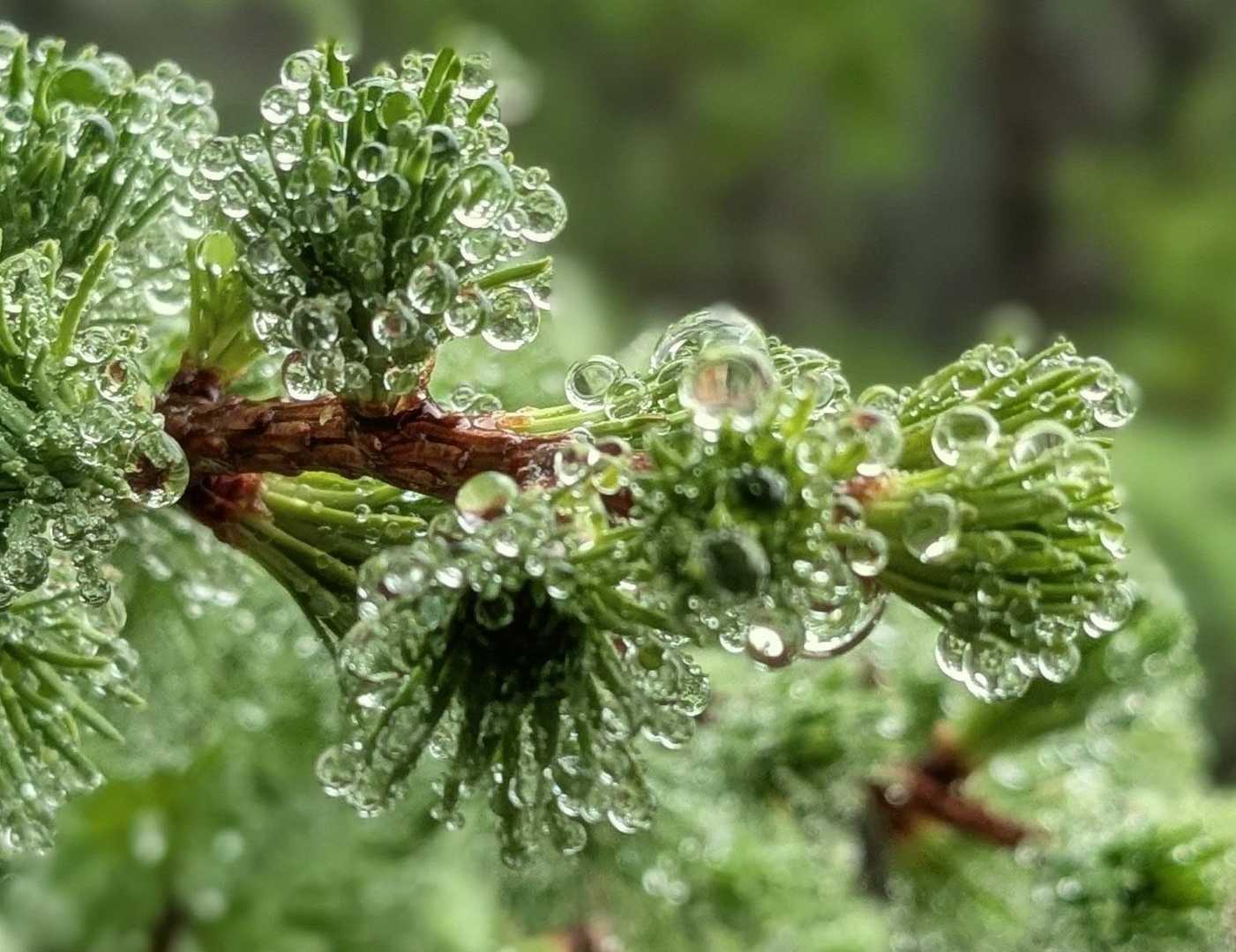 曇り予報だったのにしっかり雨で何も見えません😑
今日は真っ白写真だけになりそうなので🌿の写真も撮ります😂