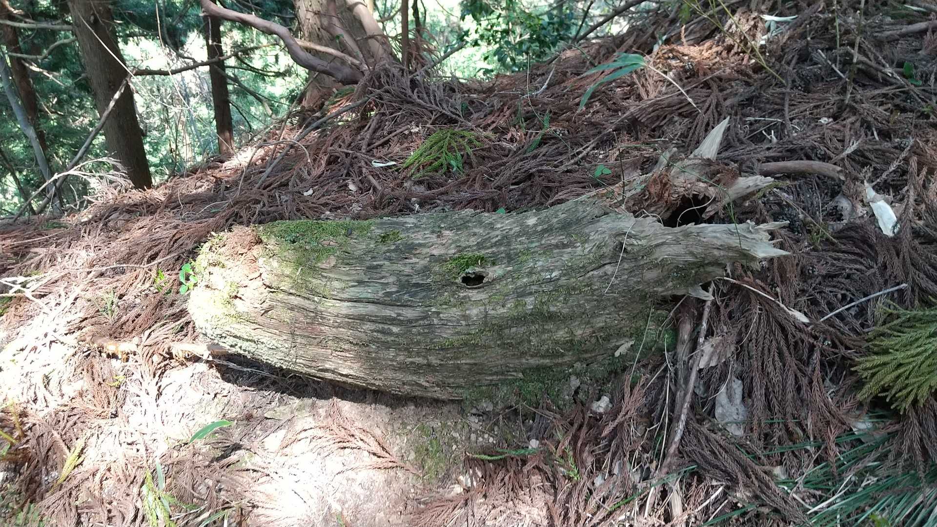 馬にも見えるが
けど…カピバラかな(笑)
ちょうど小さな目が👀
