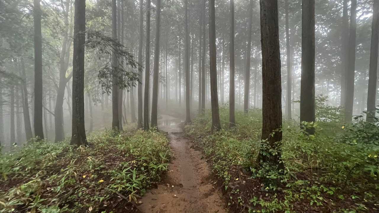 孫山・堂所山・景信山・城山（小仏城山）・高尾山・神変山 の写真 40