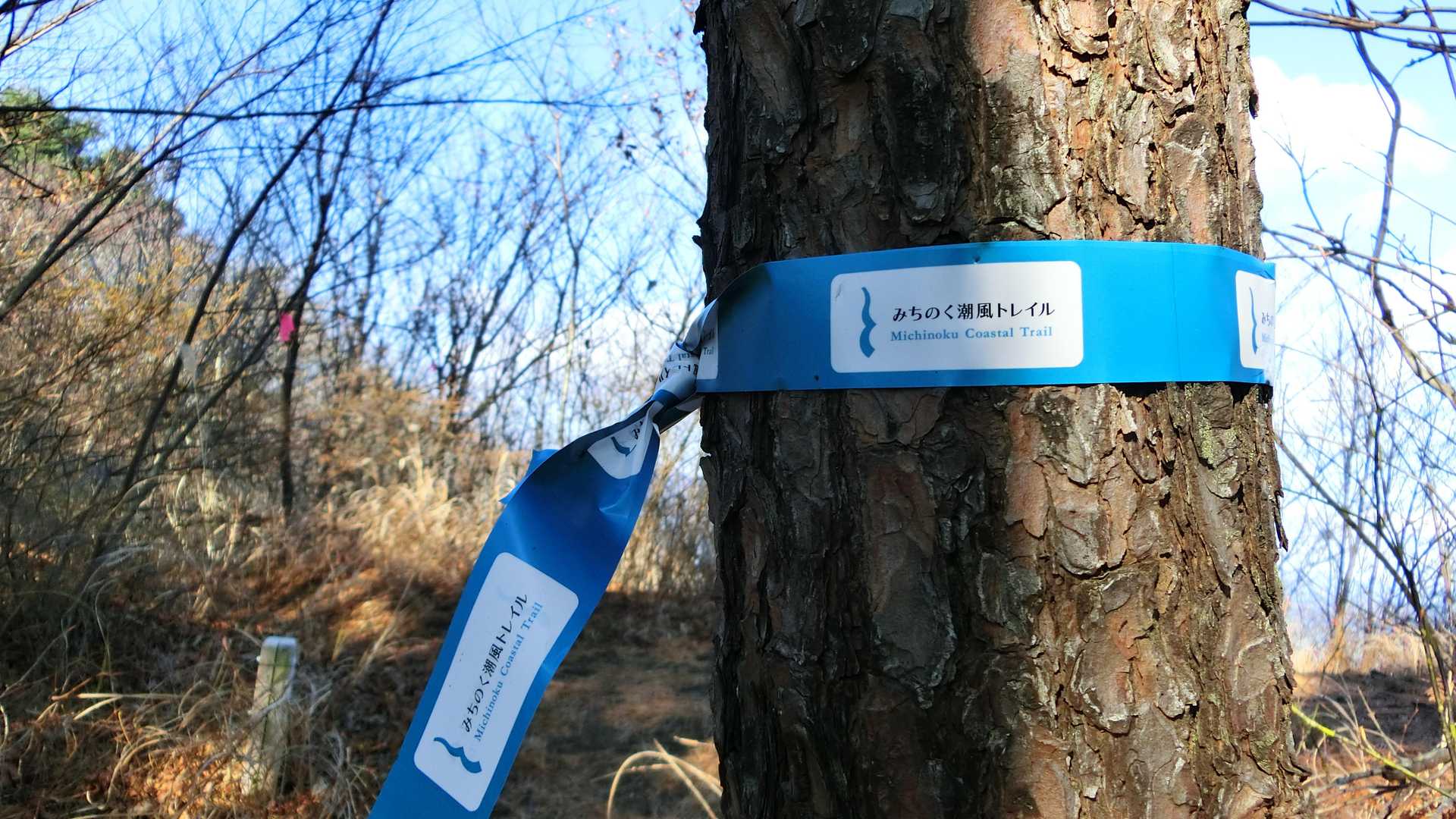 みちのく潮風トレイルのコースになってます