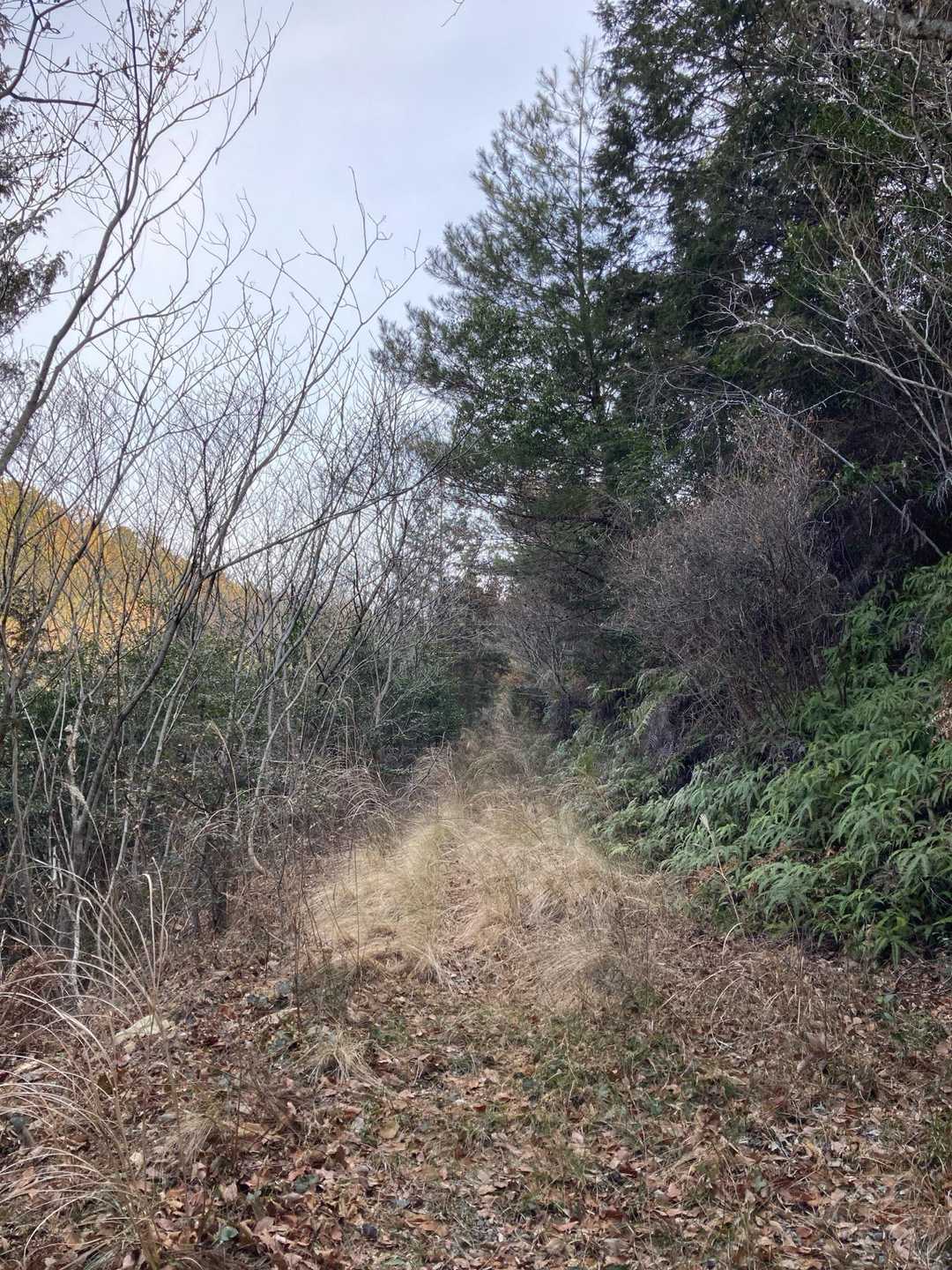 作業道と言ってもこの辺りから草ぼうぼう