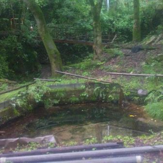 池、鯉がいたよ。