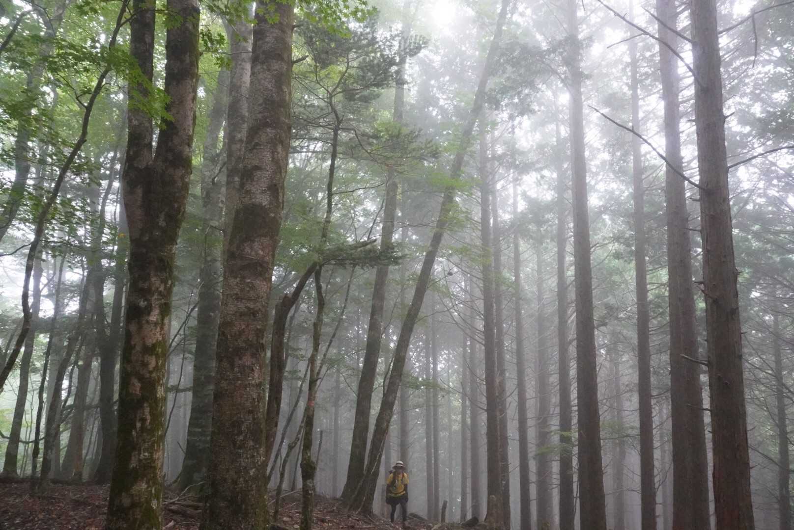 けど、神秘的な光景。。。に、ん？
jちゃーーーん！
頑張っとるー！
急登と戦ってます