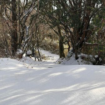薄い雪中を歩く
