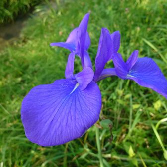 カキツバタ💙が咲いています
カキツバタが秋に咲くのは、返り咲きのことが多いです。 本来の開花期は初夏ですが、夏の暑さや雨のあとに株が元気を取り戻すと、季節を勘違いしたようにもう一度つぼみを付けることがあるそうです
池ヶ原湿原でも秋にポツンと咲いています💙