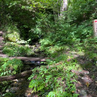 素敵な沢沿いの登山道🌿

これで雪解け待ってたお花が一斉に咲き乱れたらものすごいコトになるんだろうな✨

なんたって佐渡島は熊・鹿・猿などの凶悪獣がいないというのが素晴らしい✨
動物の食害ないからね〜お花天国に違いない！