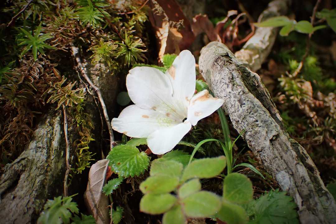 すっかり落ちてしまったシロヤシオ。
満開の季節を山でみたかったなぁ・・・
