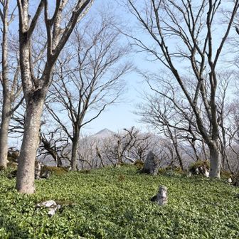 フッキソウの群生地
ここ良かったなぁ
霊仙山がきれい〜