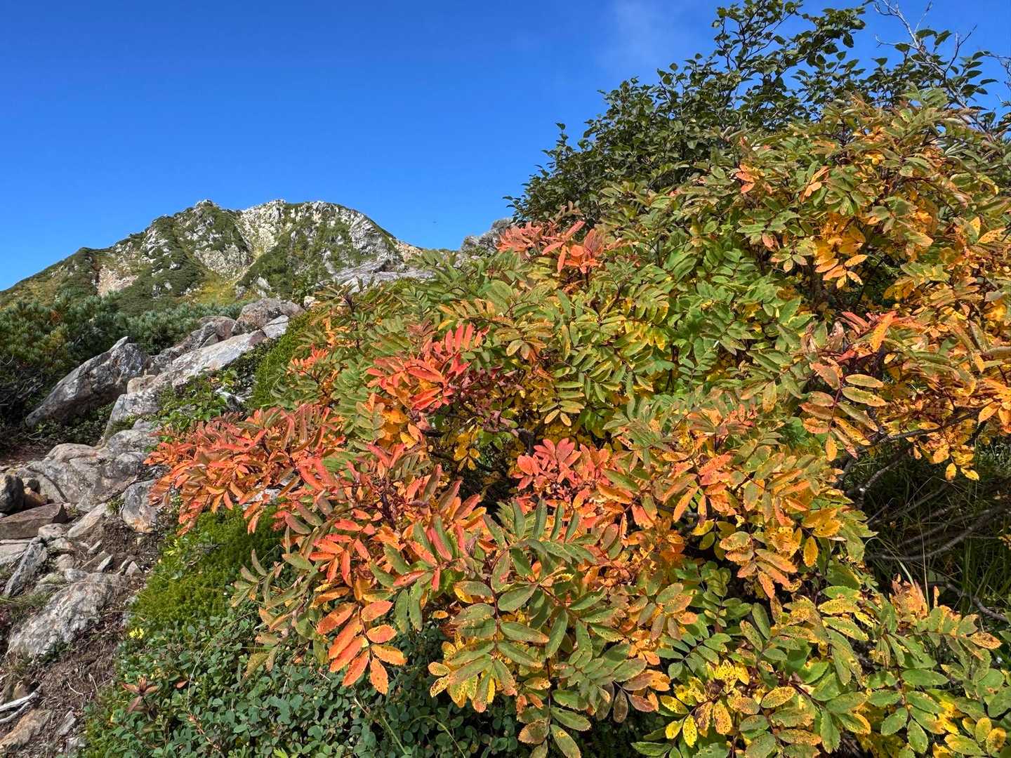 常念岳山頂を見ながら歩く稜線上には、もう色づき始めたナナカマドもありました。

因みにこの天空の稜線歩きは冬場の方が岩の間が雪で埋まっていて歩き易いです⛄️