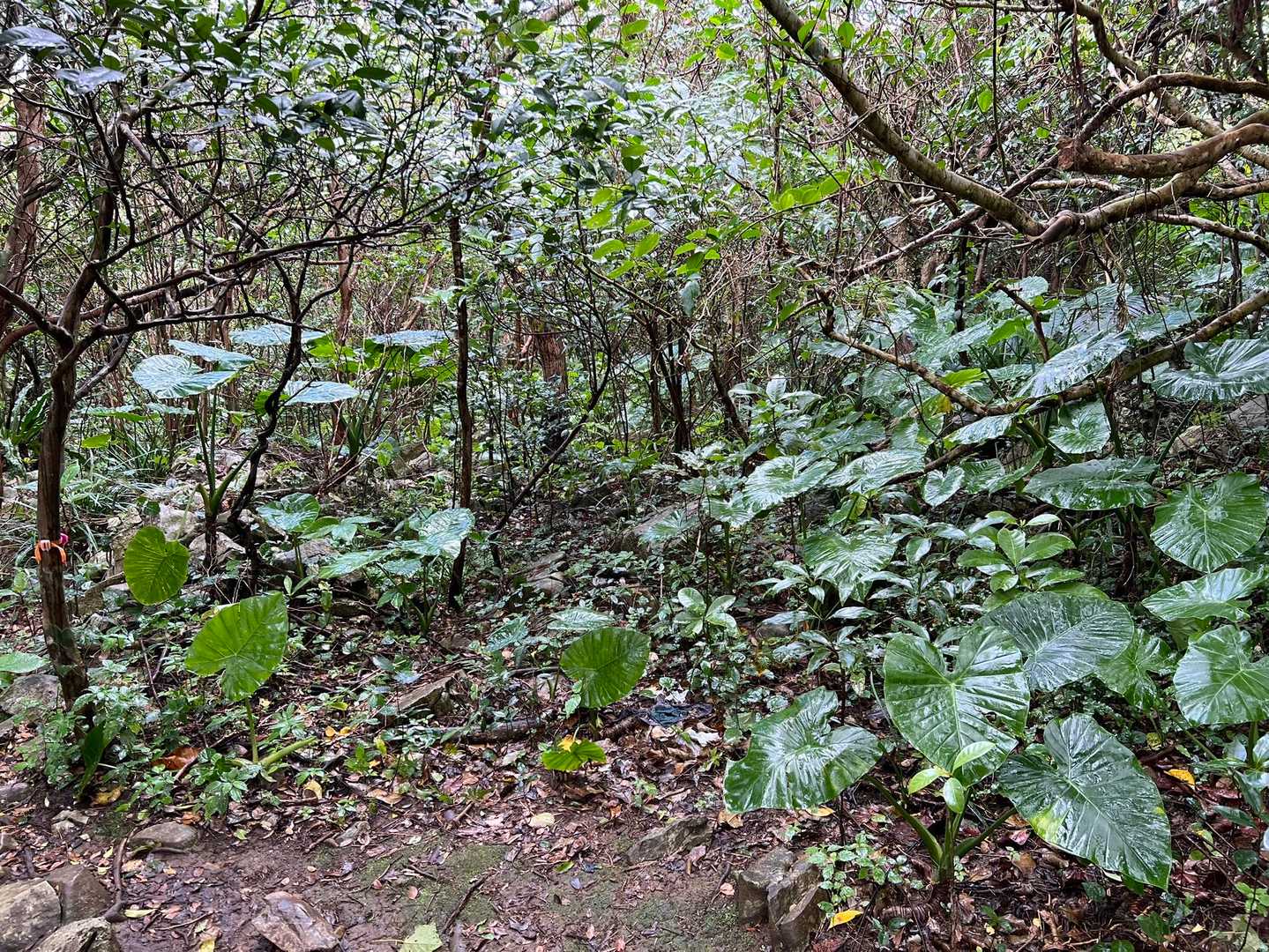 山頂は岩の楽園と絶景！嘉津宇岳の写真