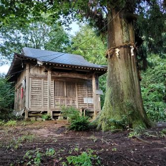 天狗杉。登山口からここまでは私が最初でしたが、さすがにたくさんの登山者です。