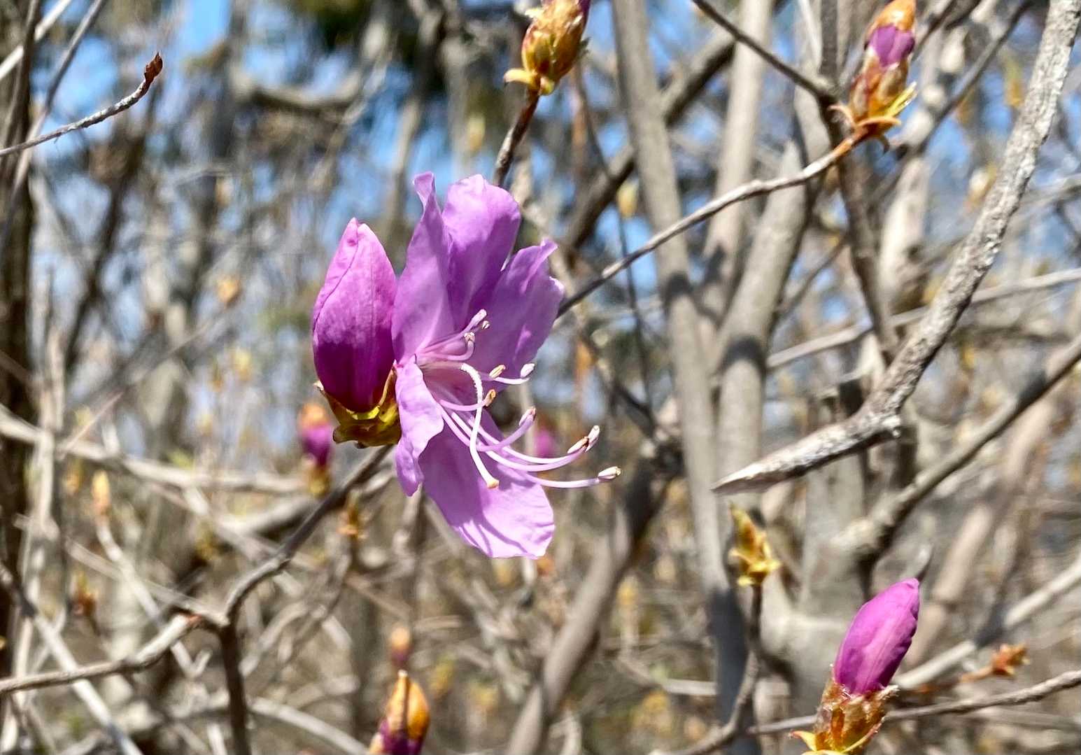🌸ミツバツツジも咲き始めました🎶