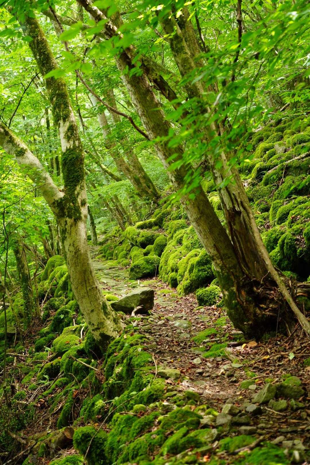大洞山 往復コースの写真