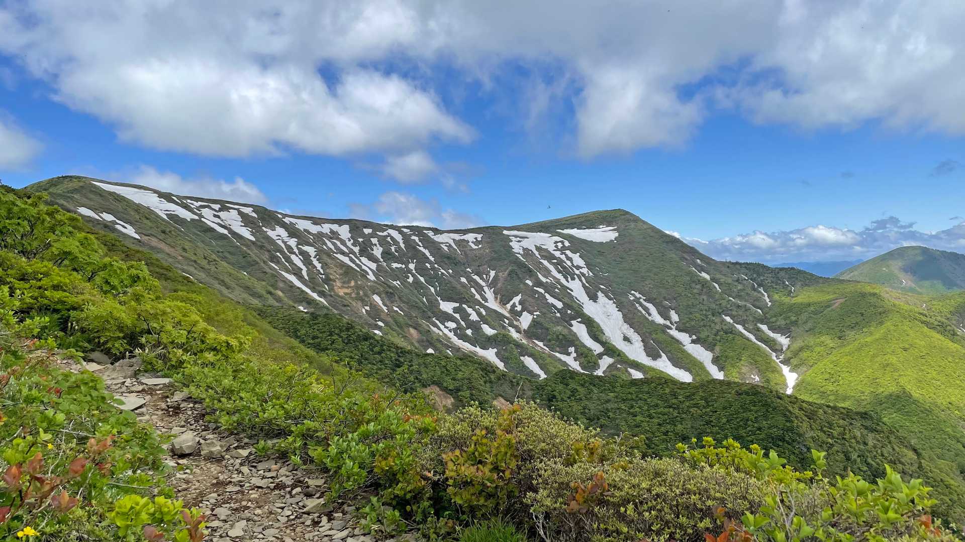 これが噂の屏風岳のゼブラですか。
花とともに何とか間に合いました。