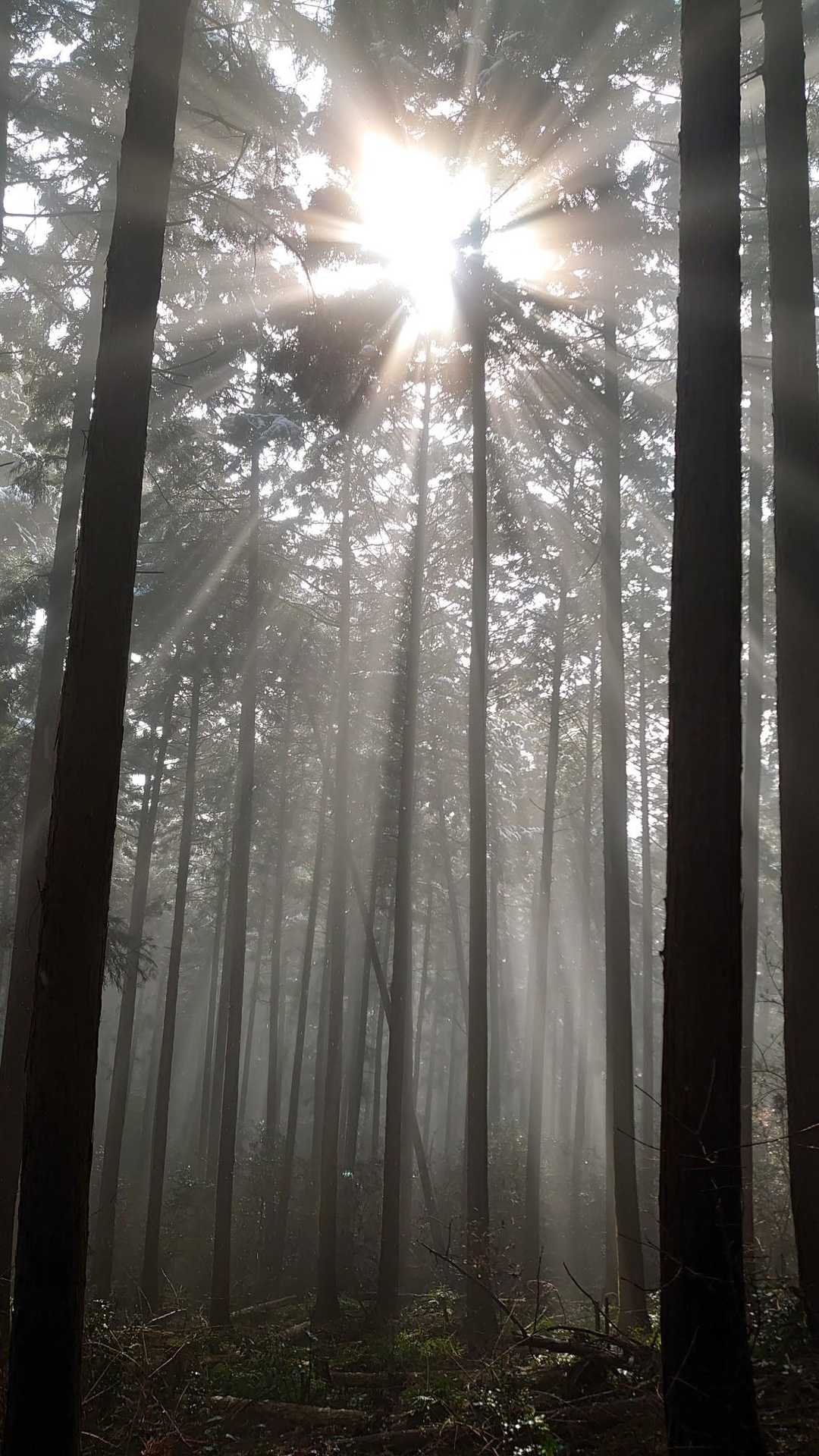 越生駅-大観山-根っこ山-大高取山-桂木山 周回コースの写真