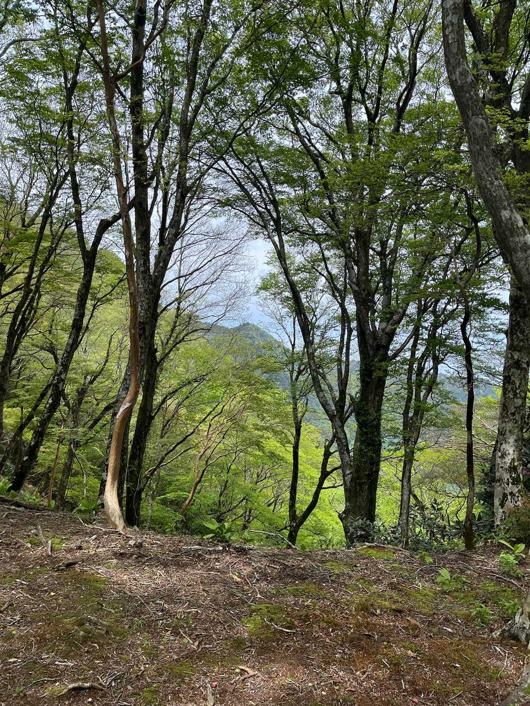 鹿のコル登山口-毛山-梅ヶ成峠-高月山 周回コースの写真