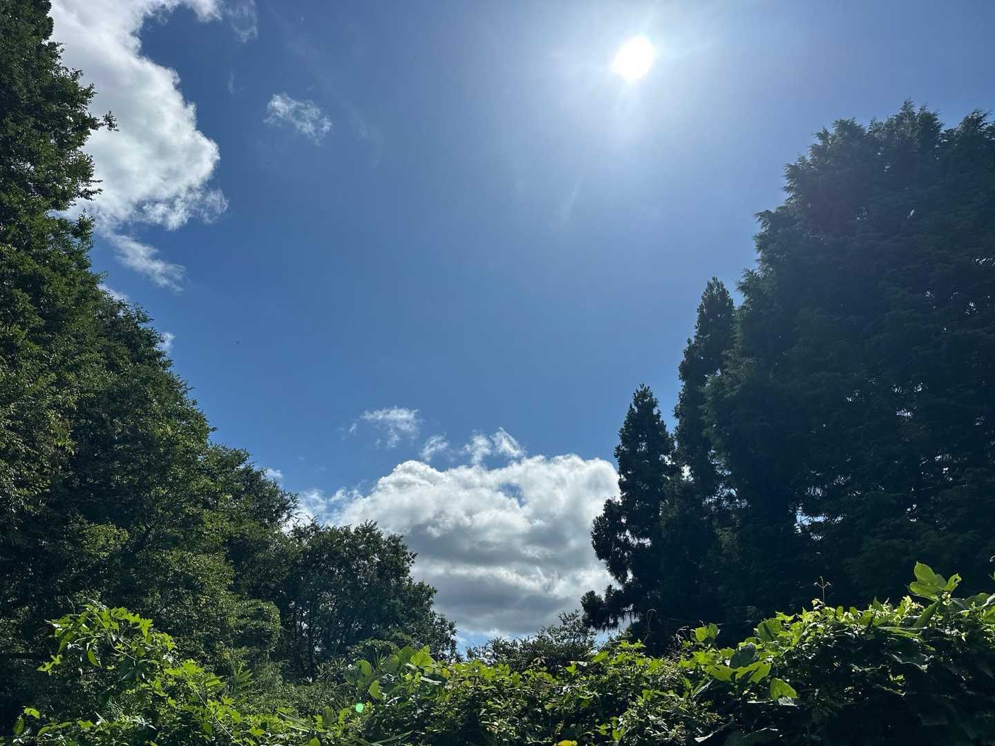 青空広がる🌞