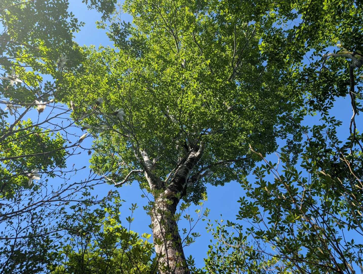 青空とブナの新緑☘️
最高です✨