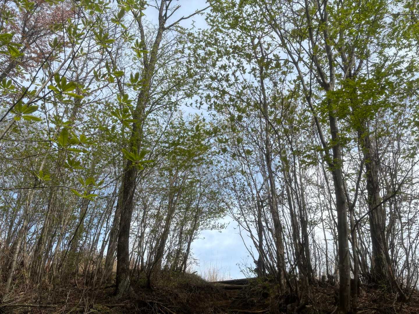 もうすぐ山頂感
