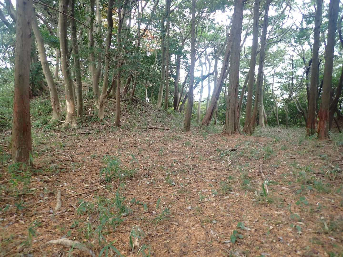 城山-長野岳 周回コースの写真