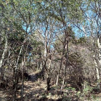 まずは山頂へ。