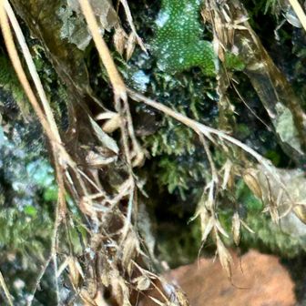 イワタバコの果実かな？