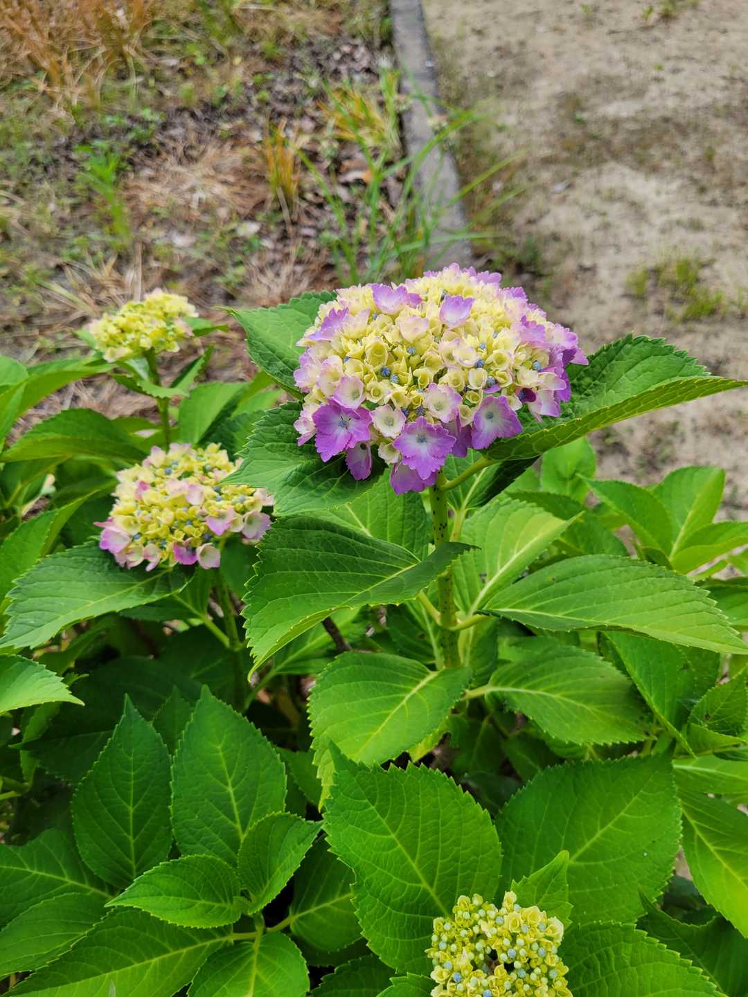 城山（佐賀県伊万里市松島町）の写真