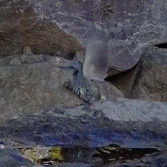 ヒヨドリちゃん🐦‍⬛