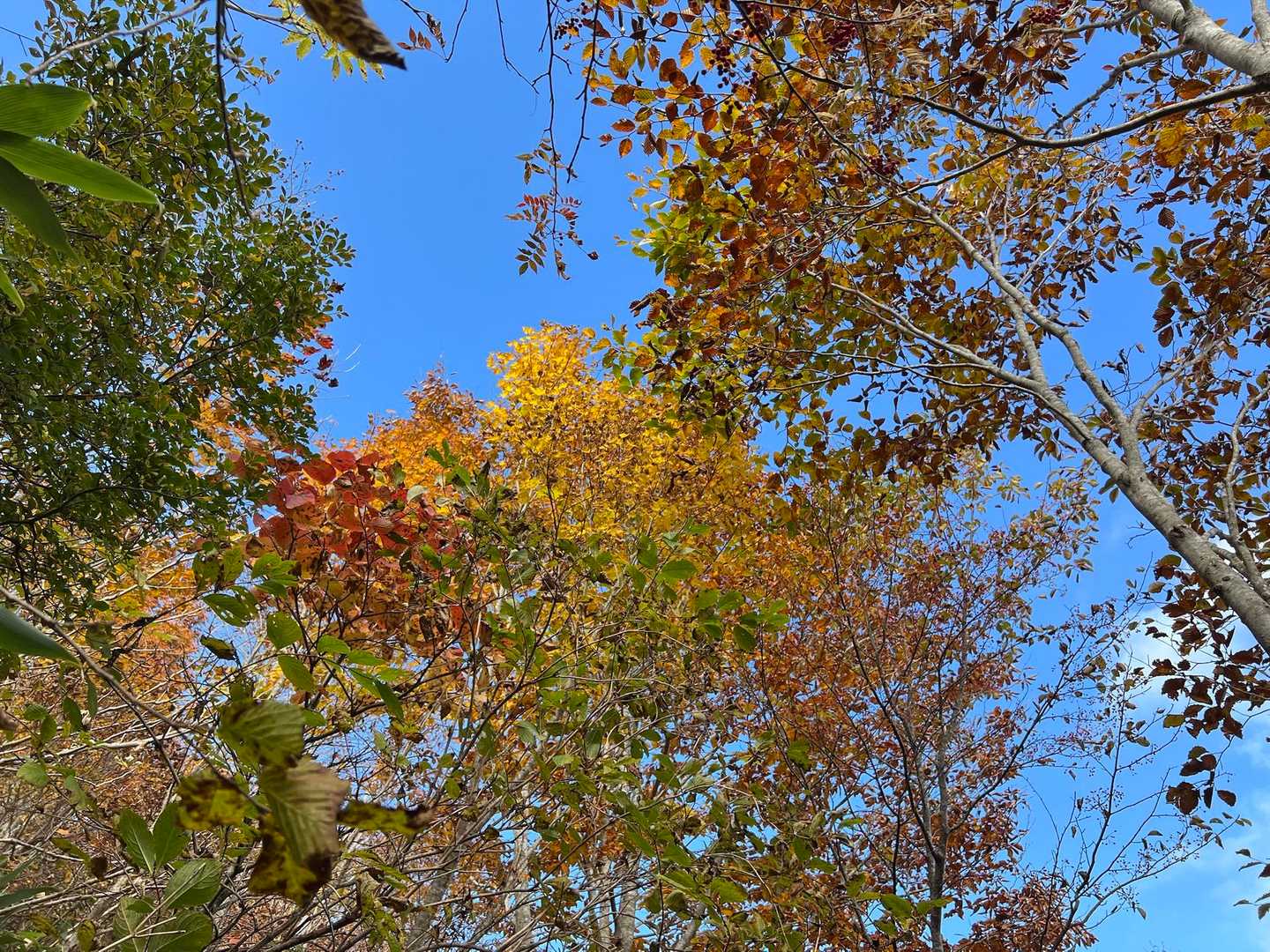 🍁