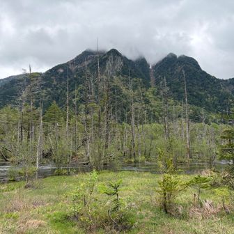 岳沢湿原
通路改装中でした。川のほとりまでの道が無かったです😳