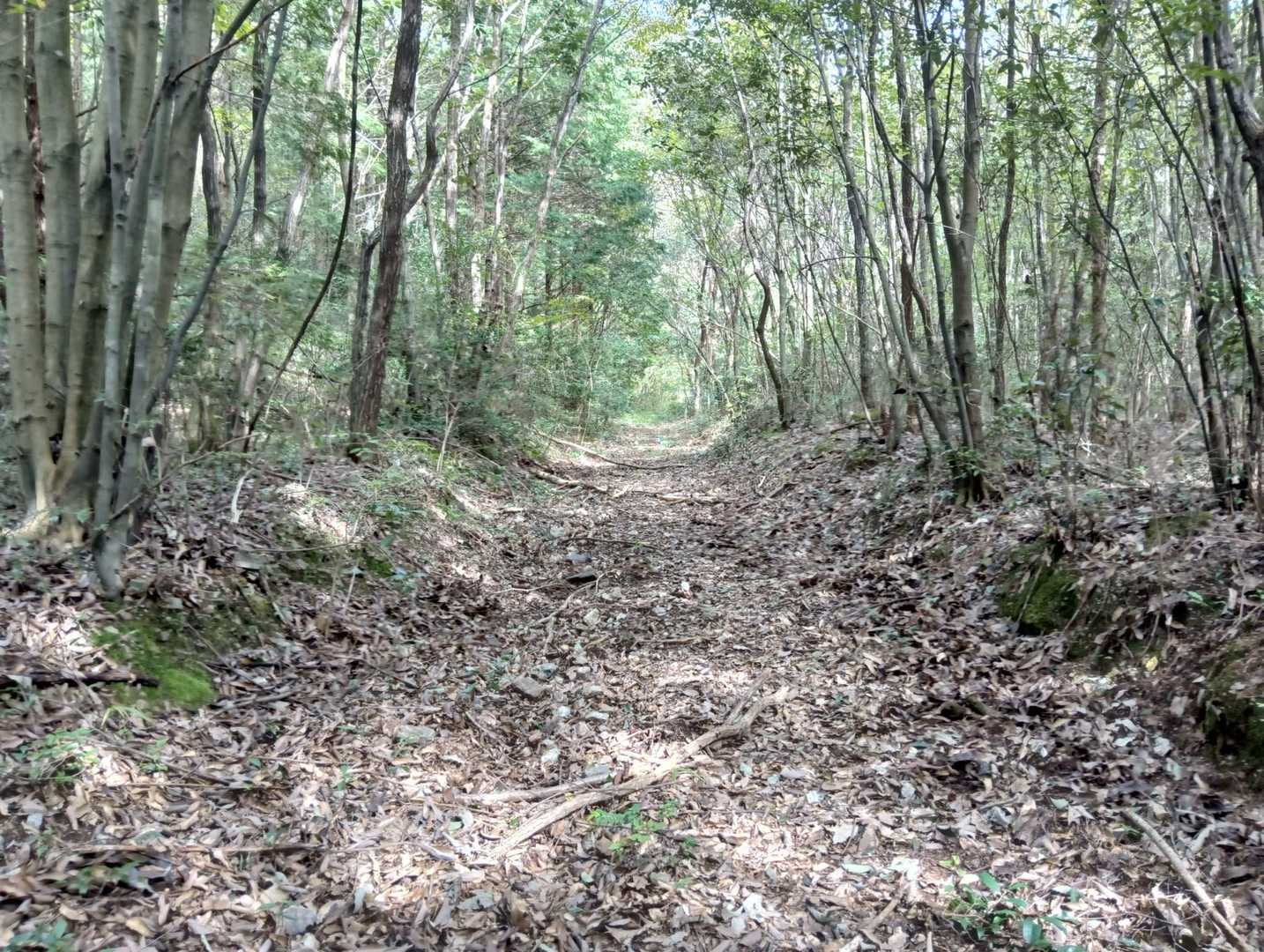 林道を🚶