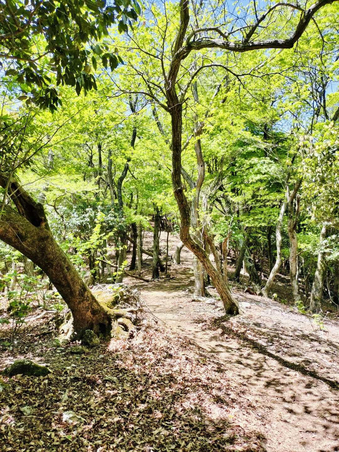 気持ちのよい木陰の道を登って行くと