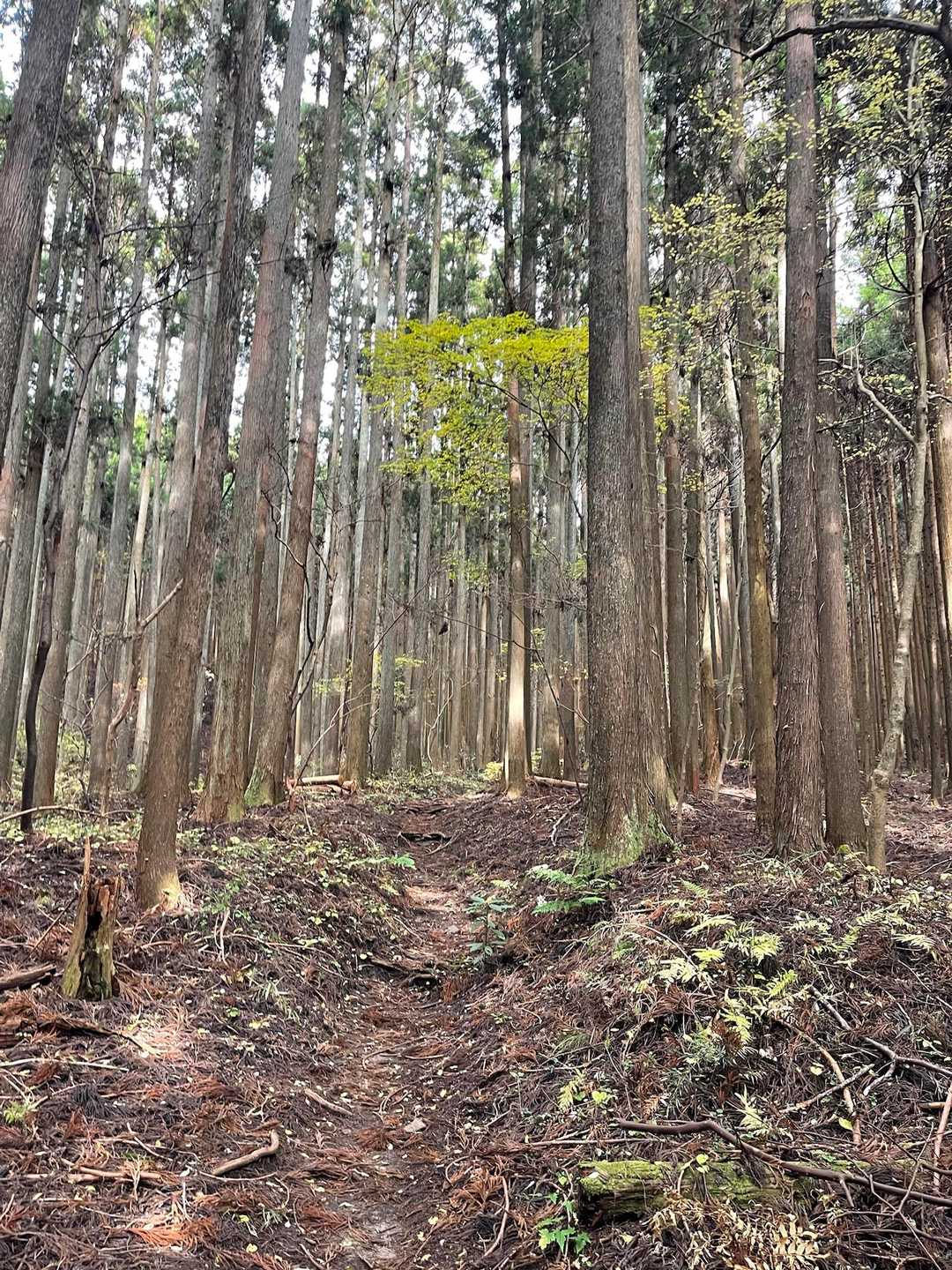 登山道は綺麗に整備されて実に歩きやすい🎵